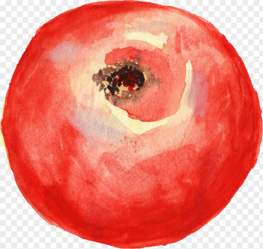 Tomato Watercolor Painting Clip Art PNG