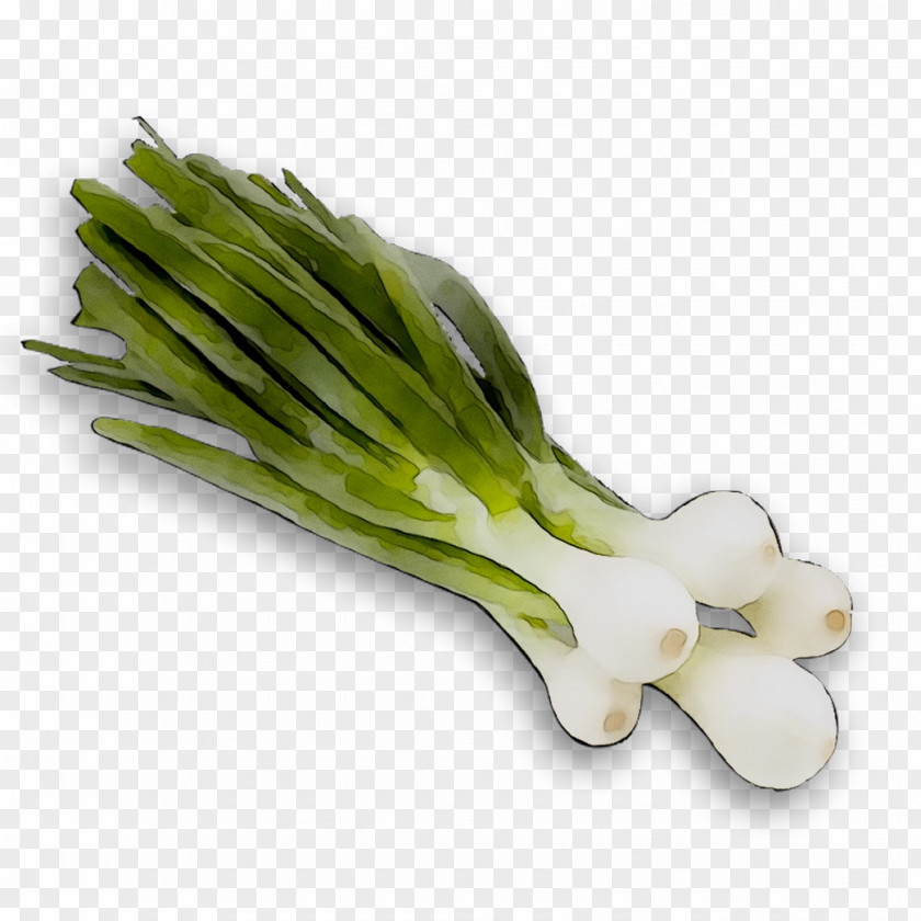 Welsh Onion Leek Scallion Asparagus Plant Stem PNG