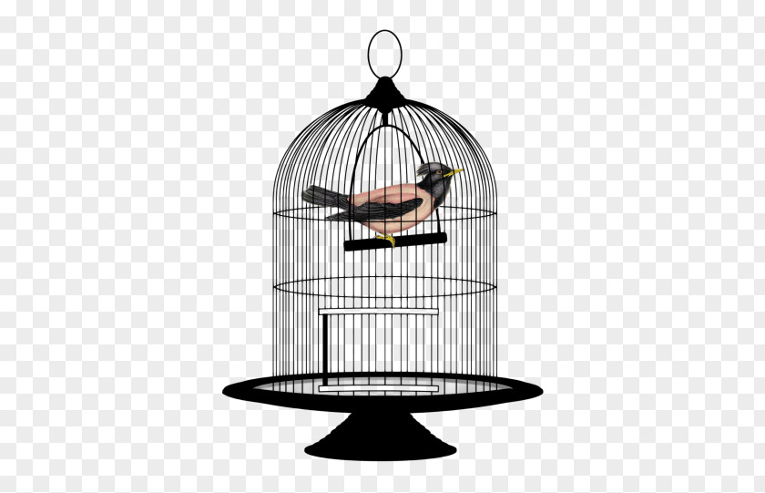 Cage Parrot Lovebird Birdcage Clip Art PNG