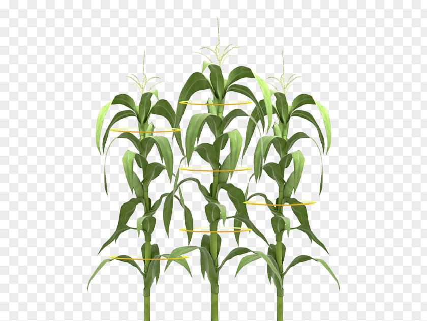 Corn Design Plant Stem Maize Field PNG