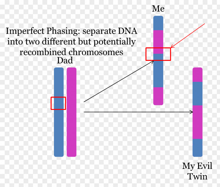 DNA GEDmatch Chromosome Angle PNG