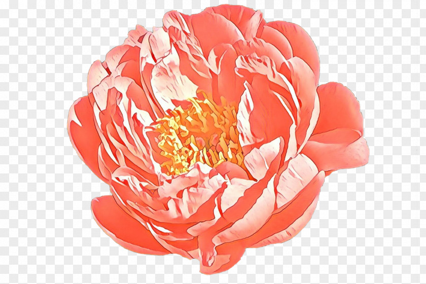 Garden Roses Peony Cut Flowers Petal PNG