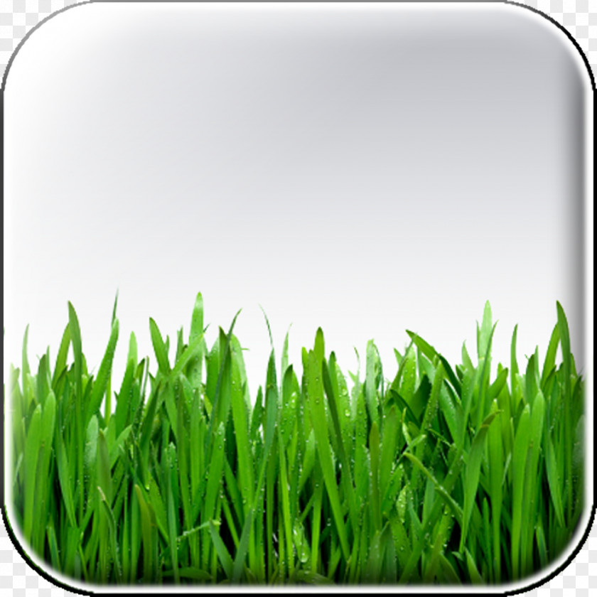 House Artificial Turf Lawn Mower Fence PNG