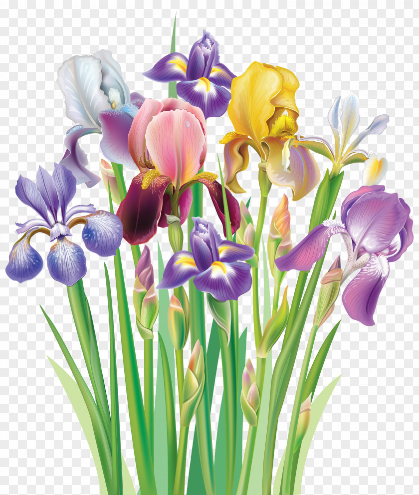 Irises Clipart Image Iris Flower Data Set Versicolor Clip Art PNG