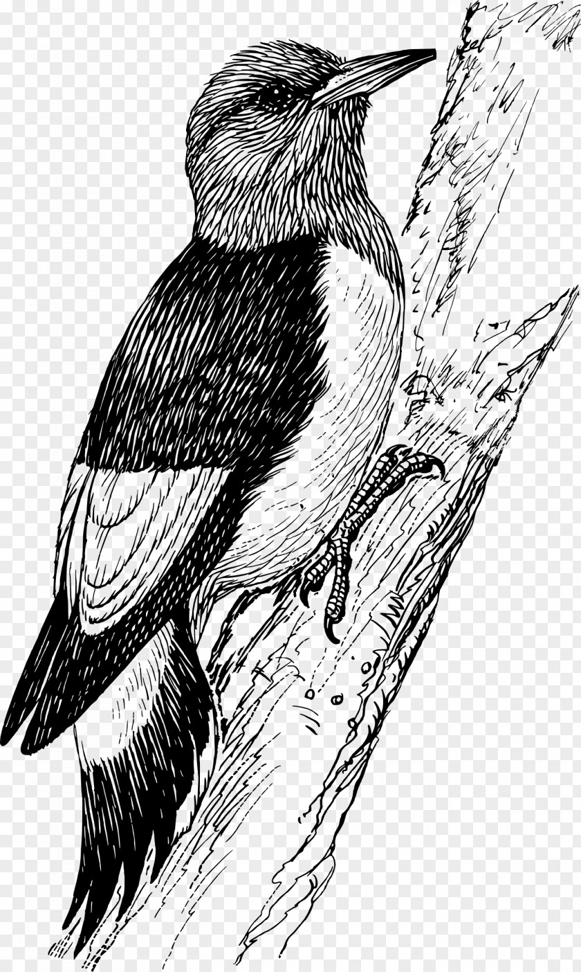 Penguin Bird Downy Woodpecker Red-bellied Clip Art PNG