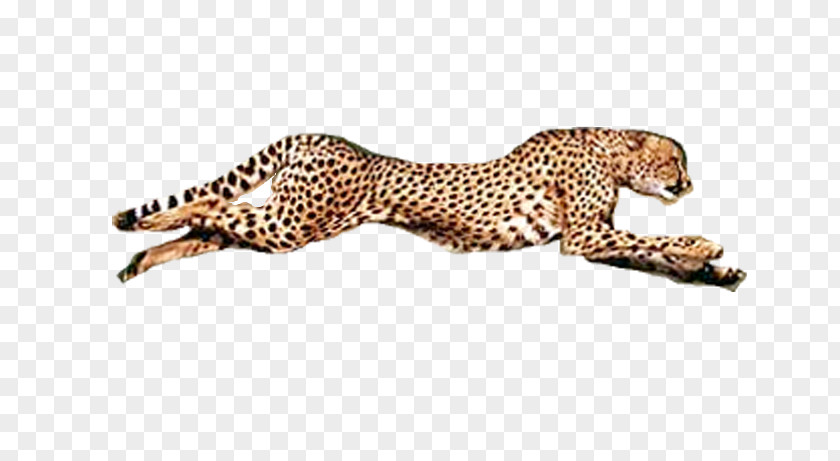 Cheetah Conservation Fund Leopard Jaguar Fauna PNG