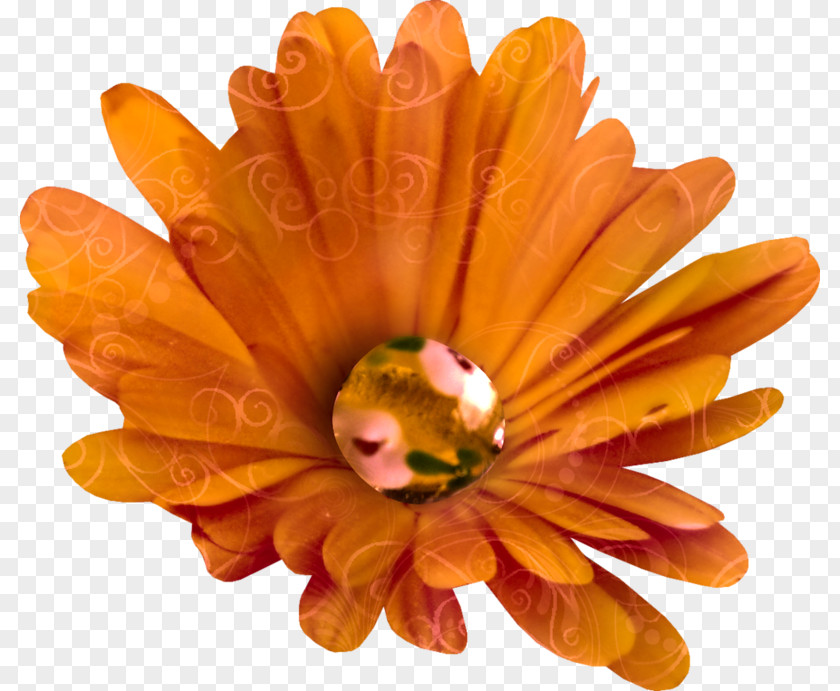 FCB Chrysanthemum Clip Art PNG