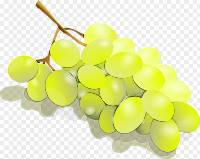 Flower Grape Seed Extract Watercolor PNG