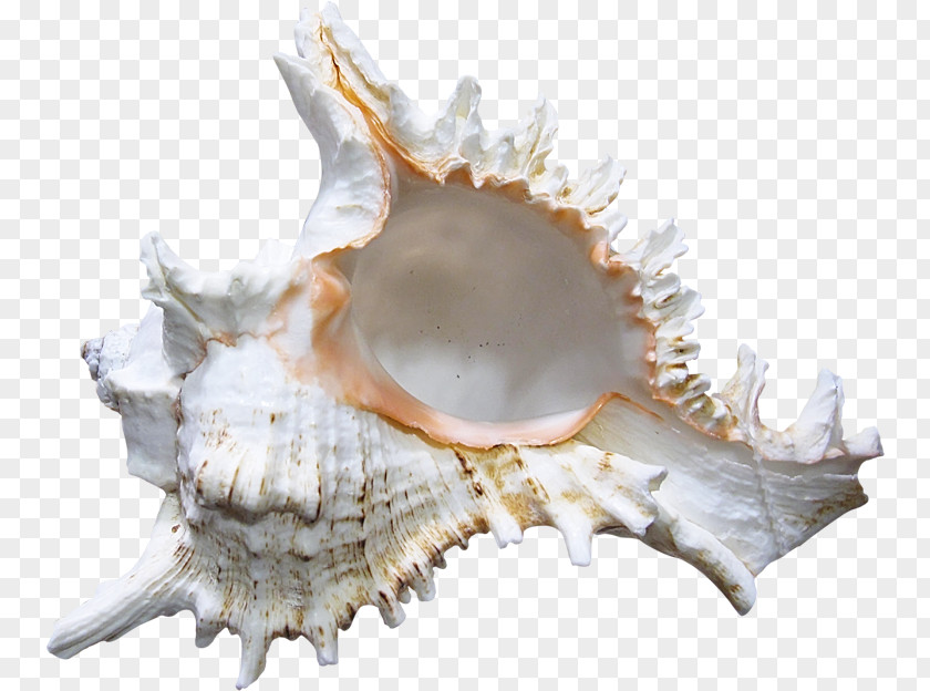 Screw Seashell Conch PNG
