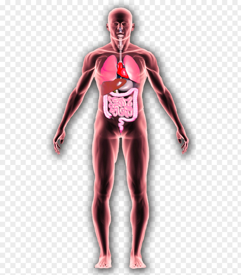 Arm Homo Sapiens Parvovirus B19 Human Body Substance Abuse Anatomy PNG