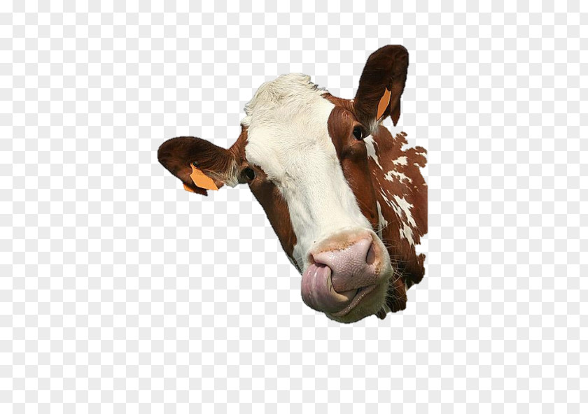 Cattle Paper Sticker Get-well Card PNG