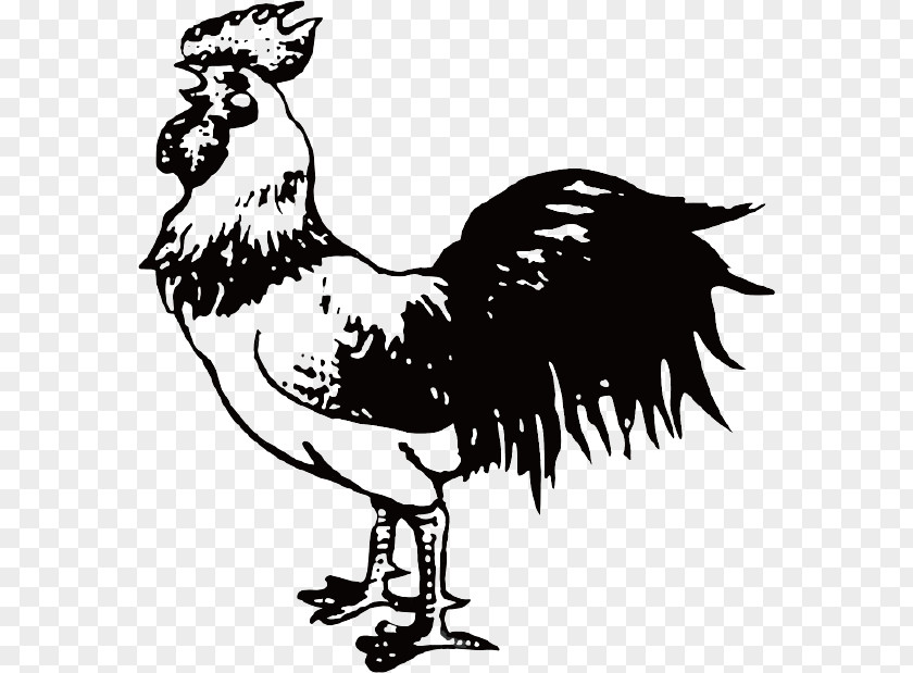 Chicken Rooster Cartoon Illustration PNG