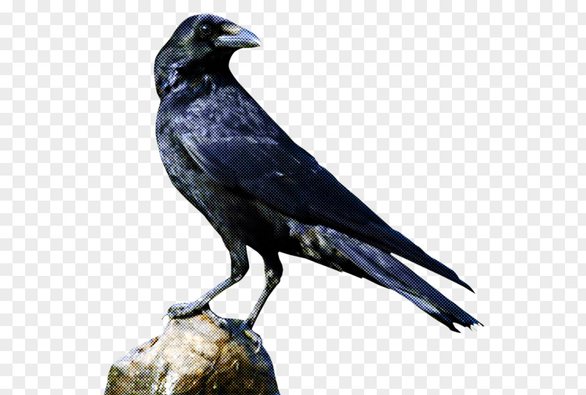 Common Raven American Crow Birds Icon PNG