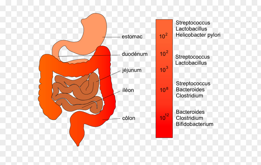 Gastroenterology Gut Flora Intestine Lactobacillus Bacteria PNG