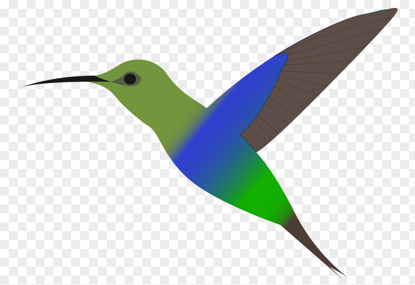 Hummingbird Cliparts Free Content Clip Art PNG