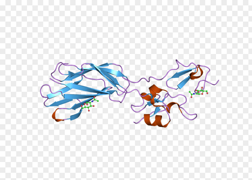 Integrin Beta 2 Protein Gene Biology PNG