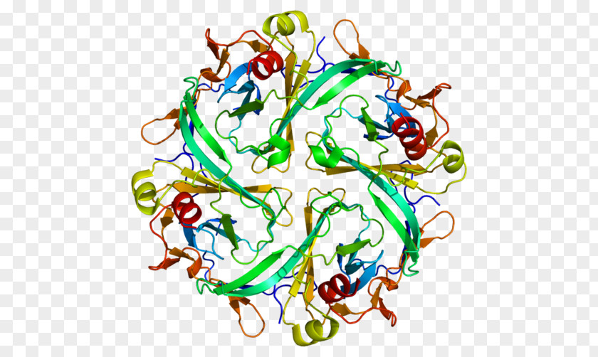 Kir2.1 Inward-rectifier Potassium Channel Protein Andersen–Tawil Syndrome PNG