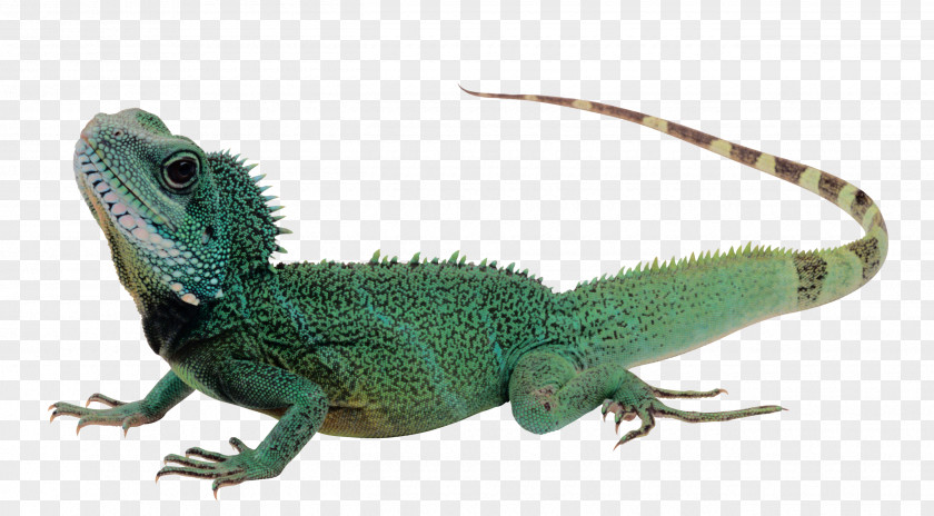 Lizard Reptile Komodo Dragon Green Iguana PNG