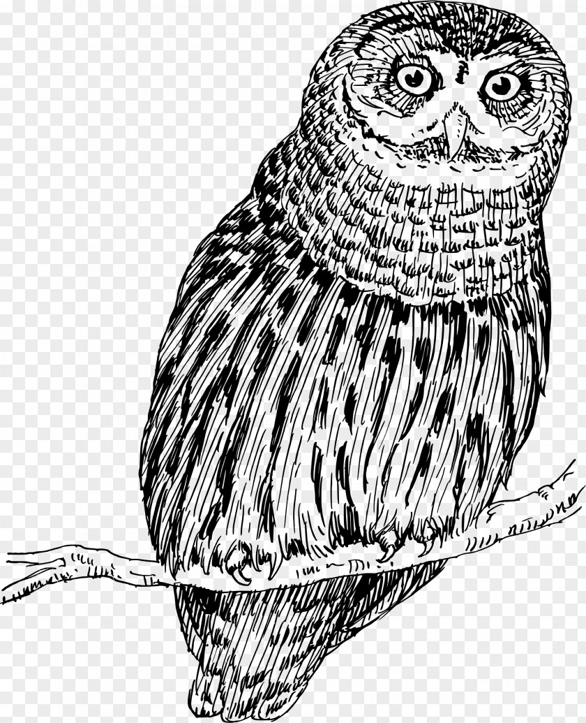 Owl Drawing Bird PNG