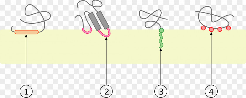 Peripheral Membrane Protein Integral Monotopic Biological Cell PNG