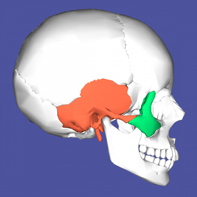 Skull Medial Pterygoid Muscle Lateral Processes Of The Sphenoid Anatomy Bone PNG