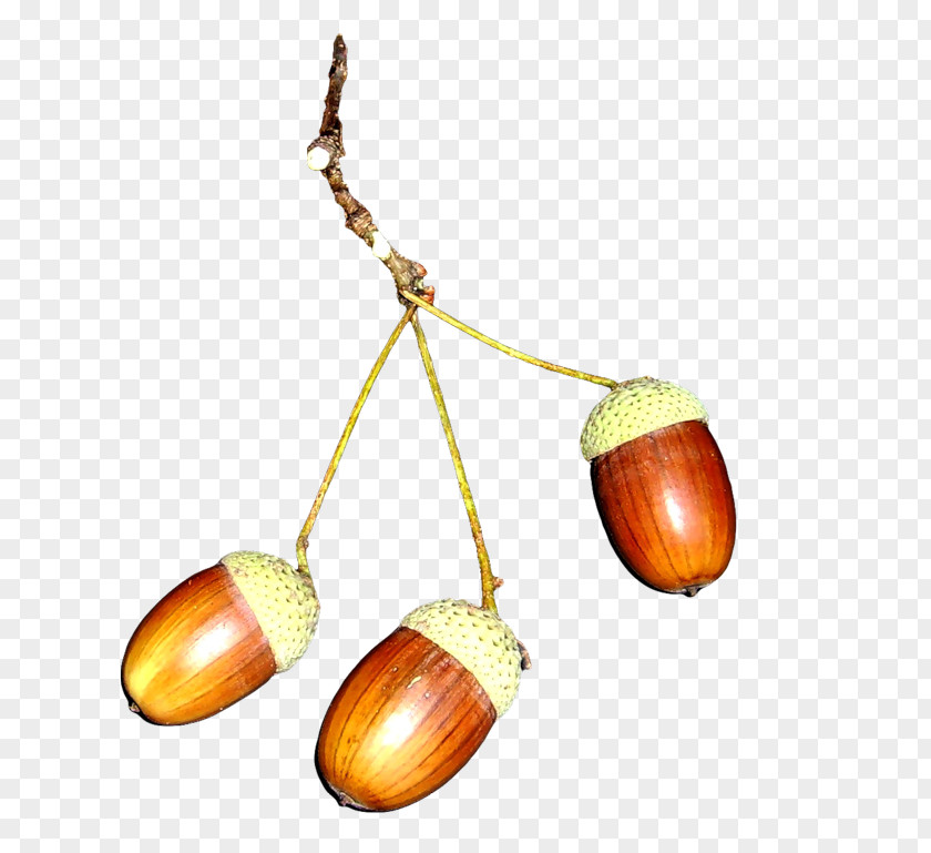 Acorn Nut PNG