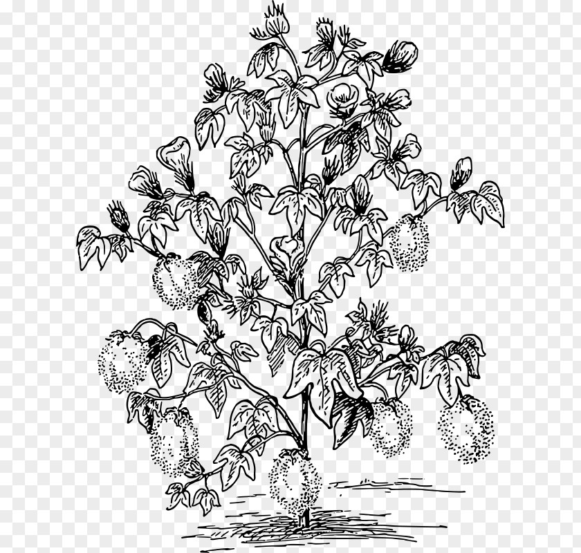 COTTON Shrub The Bush Clip Art PNG