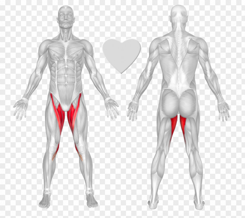 Muscle Physical Exercise Erector Spinae Muscles Rectus Abdominis Gluteus Maximus PNG