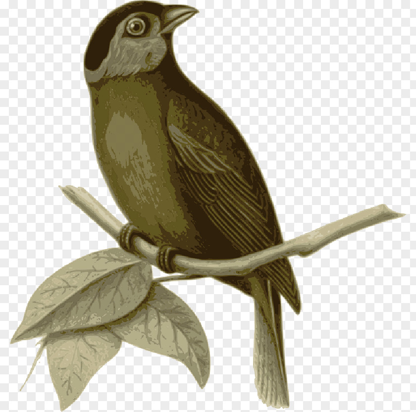 Twig Bird Sparrow Drawing Moss-backed Tanager Feather PNG