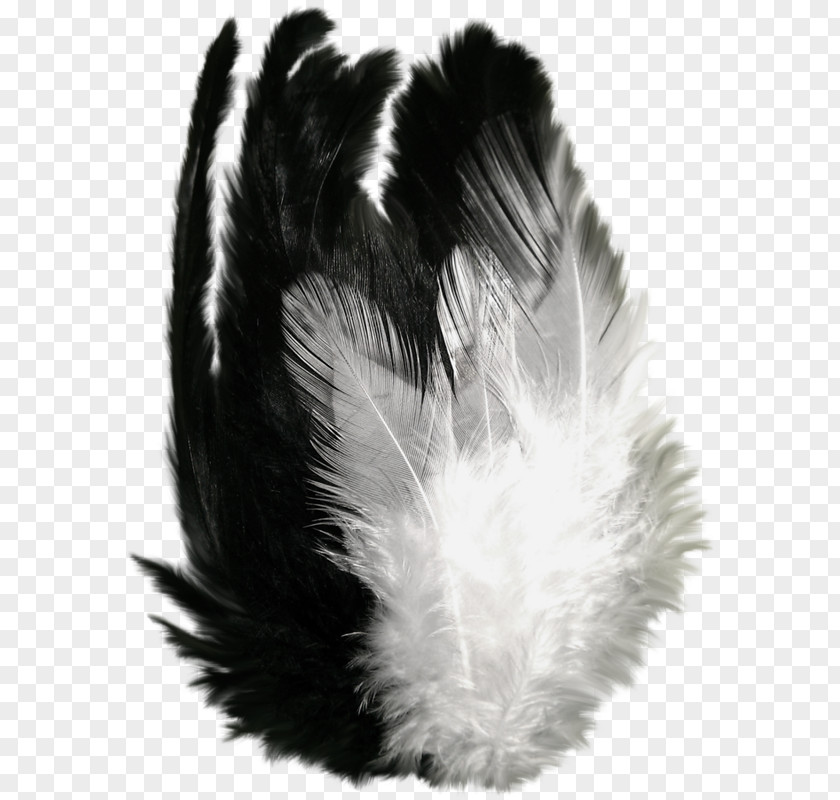 Feather Art Clip PNG
