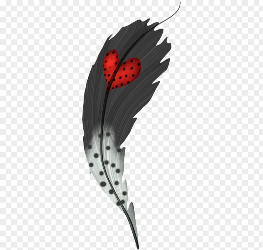 Feather Red Feathers White & Clip Art PNG