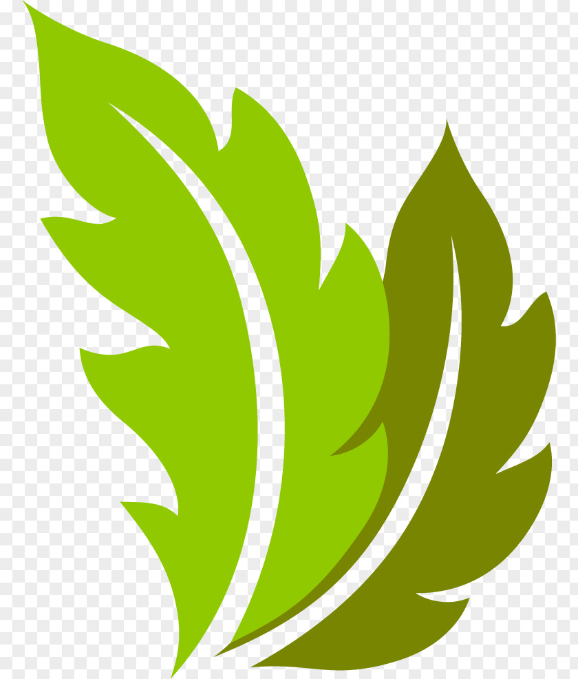 Leaf Plant Stem Flower Green M-tree PNG