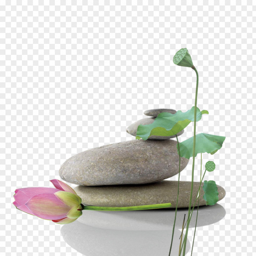 Lotus Material Nelumbo Nucifera Icon PNG