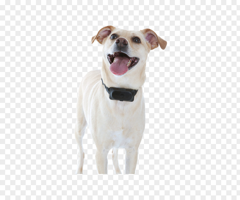 Pet Fence Dog Breed Sporting Group Companion Collar PNG