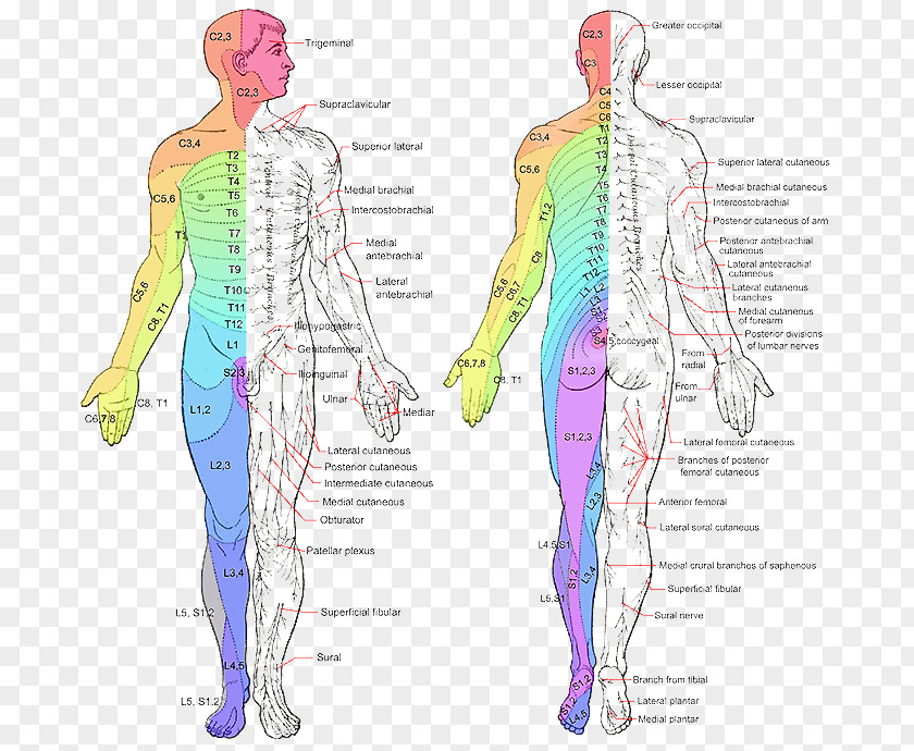 Anatomy Dermatome Spinal Cord Peripheral Nervous System Nerve Myotome PNG