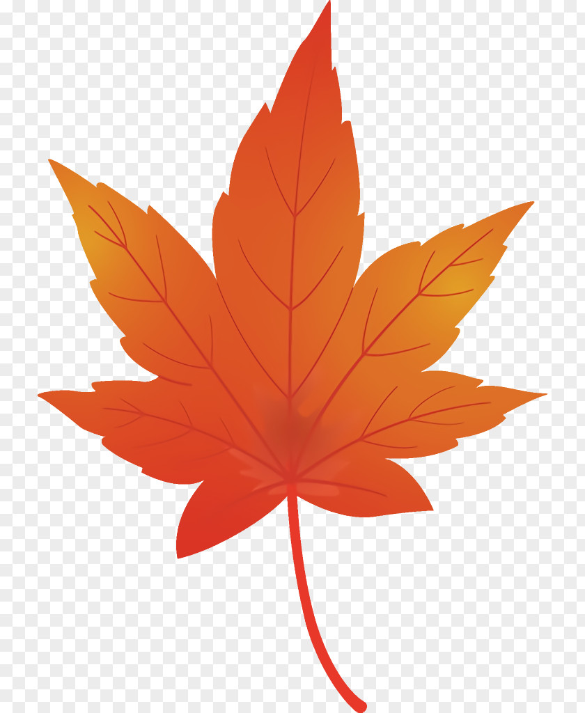 Black Maple Leaf Fallen Dead PNG