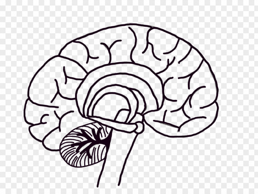 Brain Human Neuron Neuroscience PNG