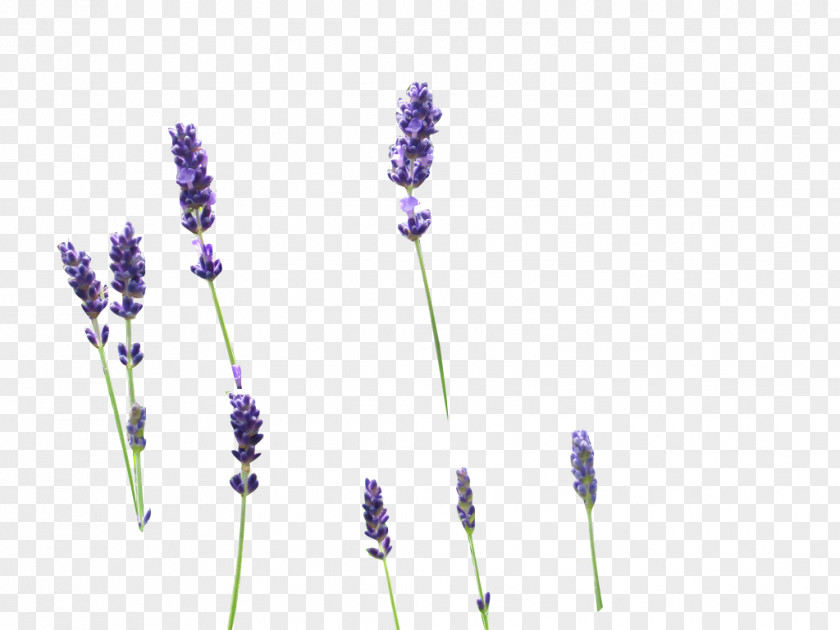 English Lavender Drawing Clip Art PNG