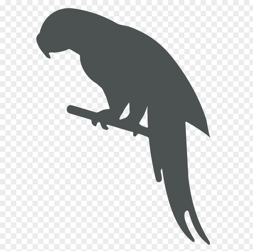 Parrot Bird Silhouette Clip Art PNG