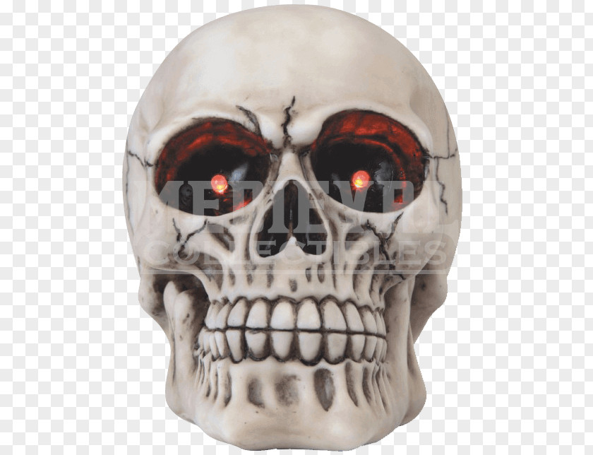 Skull Human Skeleton Jaw Head PNG