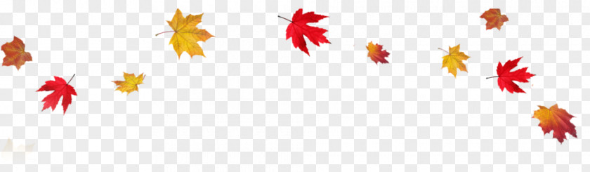 Thanks Giving Autumn Leaf Color Desktop Wallpaper Clip Art PNG