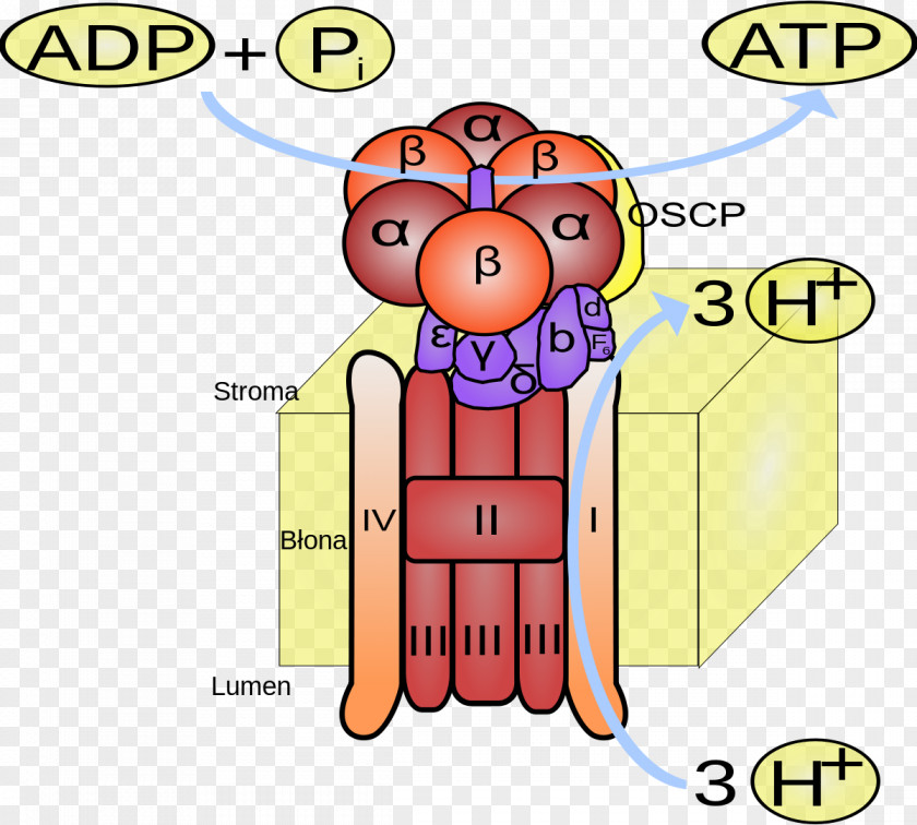 Atp ATP Synthase Adenosine Triphosphate ADP/ATP Translocase Photophosphorylation PNG