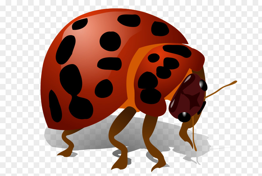 Beetle Clip Art PNG