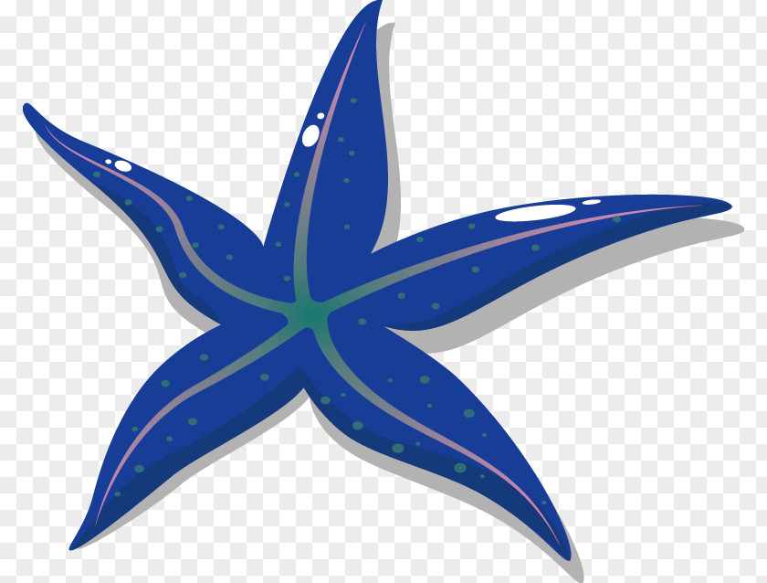 Starfish Vector Material Drawing PNG