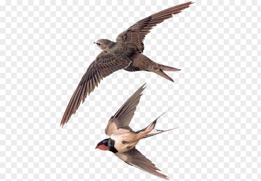 Swallow A Selection Of British Birds Architecture Hirundininae Sand Martin PNG