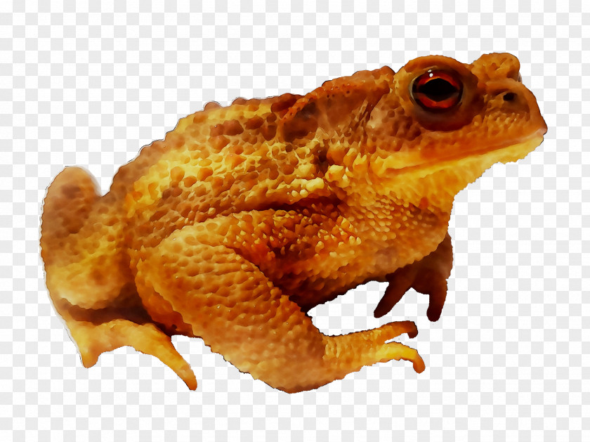 Toad True Frog Terrestrial Animal Tree PNG