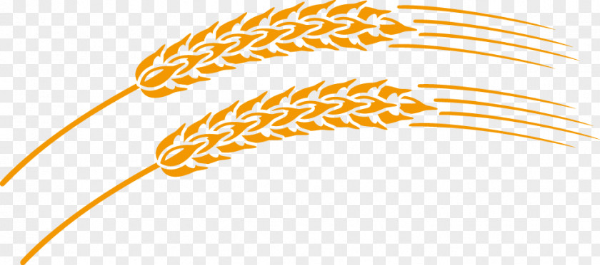 Wheat Vector Material PNG