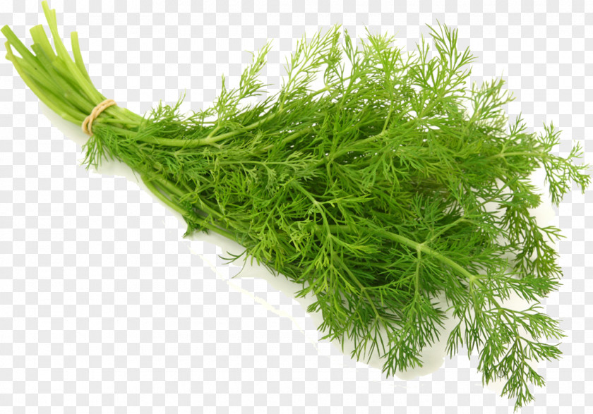 Chrysanthemum Ingredients Dill Herb Vegetable Seed Salad PNG