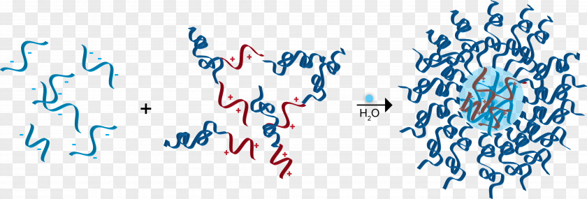 Coacervate Polyelectrolyte Micelle Electrostatics Molecule PNG