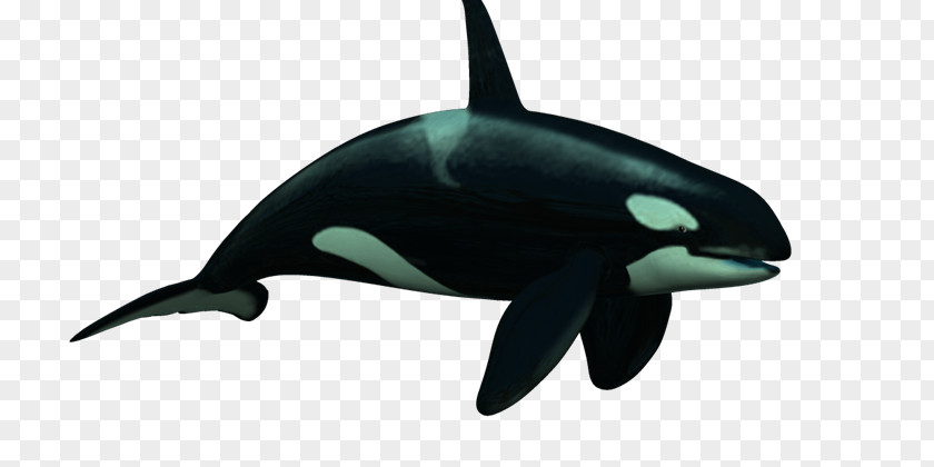 Delfines Killer Whale Rough-toothed Dolphin Common Bottlenose Short-beaked Tucuxi PNG